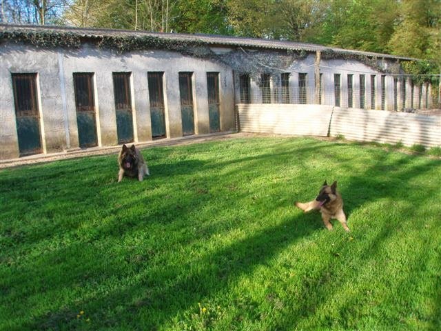 Pension canine et féline de Bizy