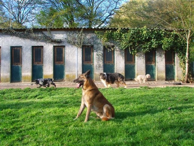 Pension canine et féline de Bizy - photo 2