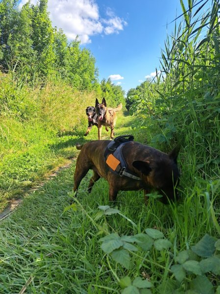 Audrey d' Éducateur canin du coin - comportementaliste 🐶/ dresseur de chiens / Livry-sur-seine Melun La Rochette - photo 2