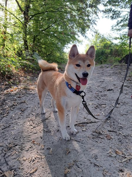 Audrey d' Éducateur canin du coin - comportementaliste 🐶/ dresseur de chiens / Livry-sur-seine Melun La Rochette - photo 3