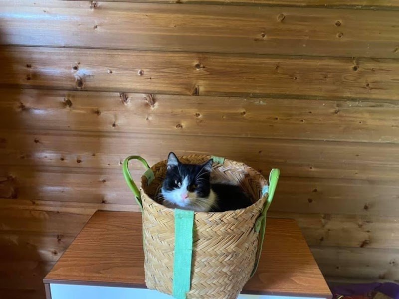 Pension canine et féline du domaine de la Bourdillerie - photo 2