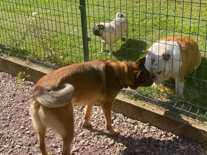 Pension canine et féline du domaine de la Bourdillerie - photo 3