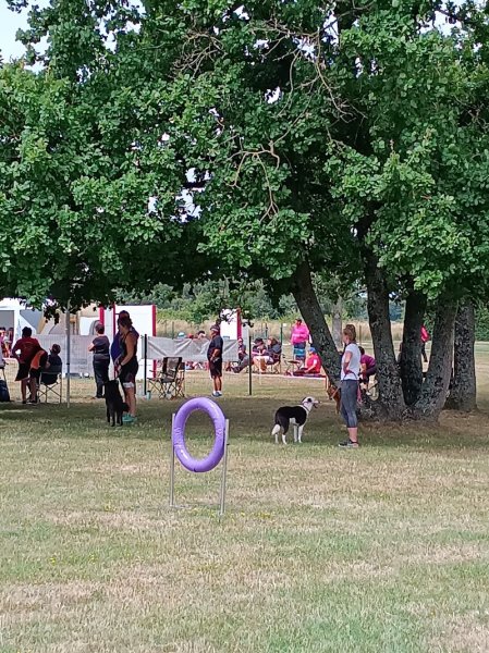 Club d’éducation canine Amboisien - photo 1