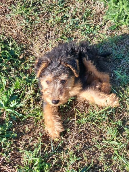 Club d’éducation canine Amboisien - photo 2