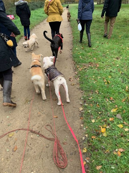 L'Ecole des Chiens d'Ange 37/41 - Educateur canin - Pension familiale canine