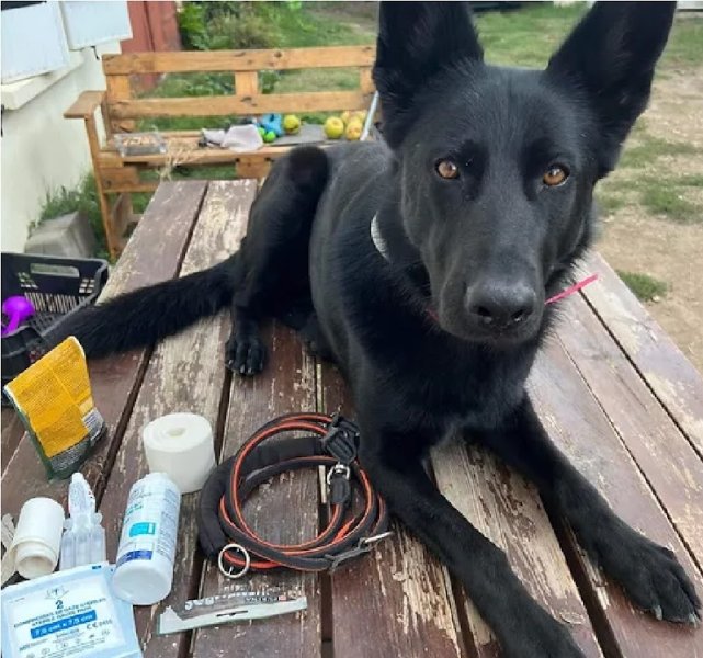 ChoubiDog45 - photo 3