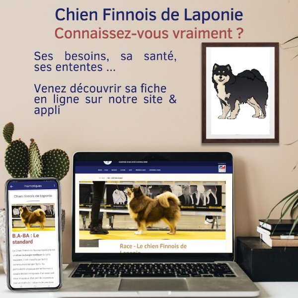 club français des chiens nordiques et des spitz du japon