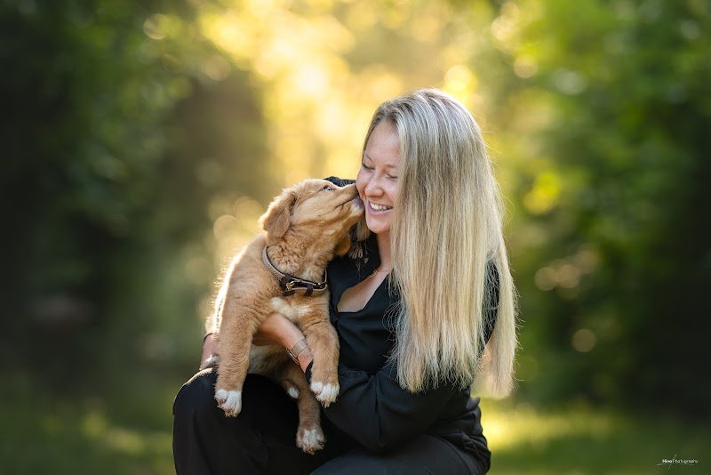 OCÉ-chiens - photo 1