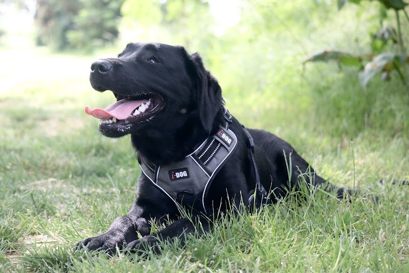 OCÉ-chiens - photo 3