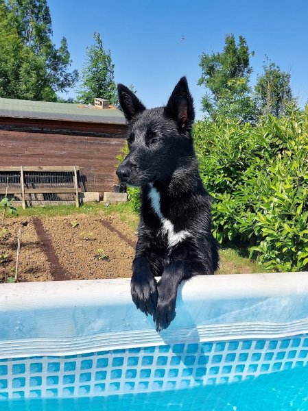 Jean-Pierre kauffmann Éducation canine - photo 1