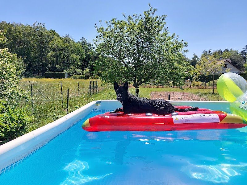 Jean-Pierre kauffmann Éducation canine - photo 2