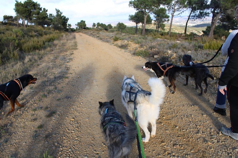 Club d'Education et de Sport Canin de la Clape - CESCC