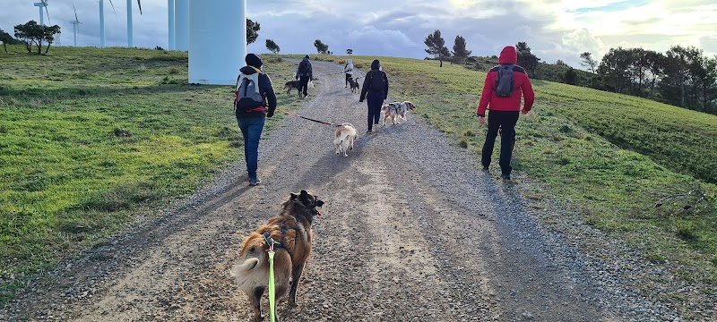 Club d'Education et de Sport Canin de la Clape - CESCC - photo 2
