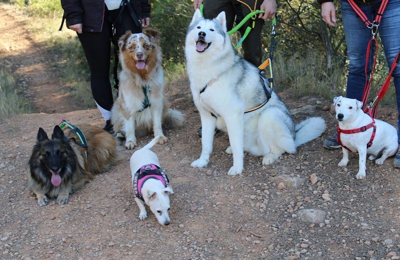 Club d'Education et de Sport Canin de la Clape - CESCC - photo 3