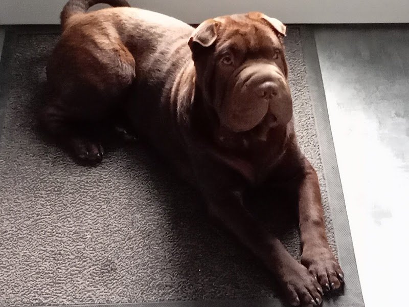 Biche&Dogs - Educateur Comportementaliste canin