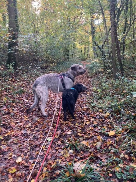 Biche&Dogs - Educateur Comportementaliste canin - photo 2