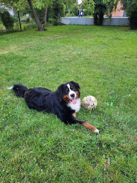 Biche&Dogs - Educateur Comportementaliste canin - photo 3
