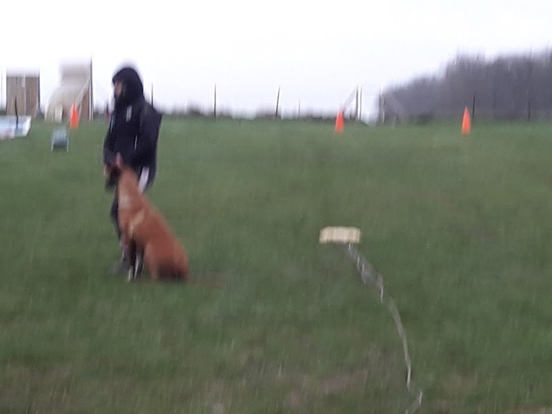 Amillis Sport Canin - photo 2