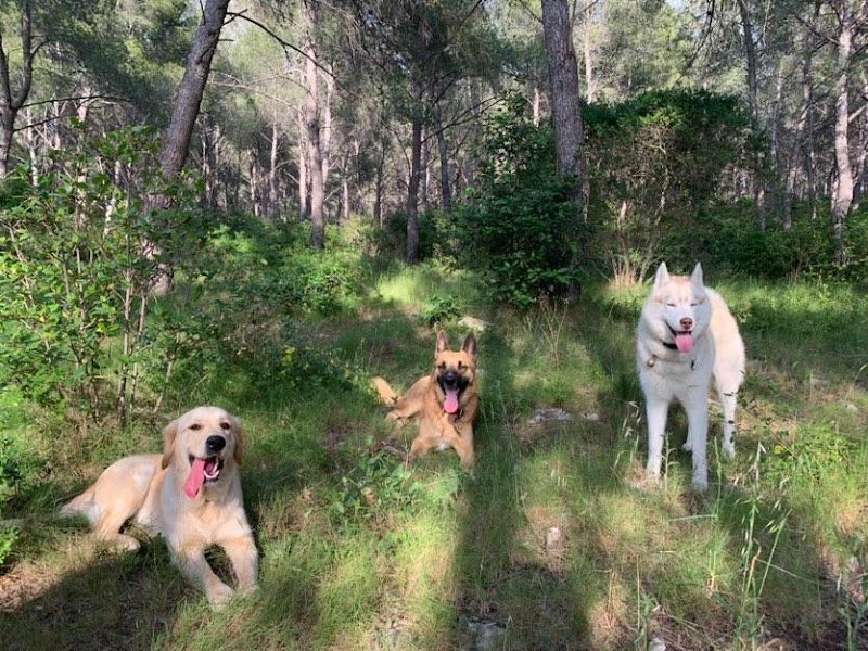 ACE Expertise Canine METZ - Educateur canin spécialisé / Comportementaliste - Pension familiale