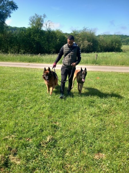 ACE Expertise Canine METZ - Educateur canin spécialisé / Comportementaliste - Pension familiale - photo 2