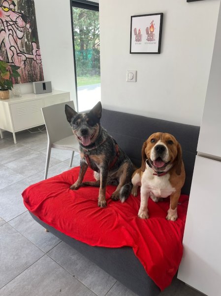 ACE Expertise Canine METZ - Educateur canin spécialisé / Comportementaliste - Pension familiale - photo 3