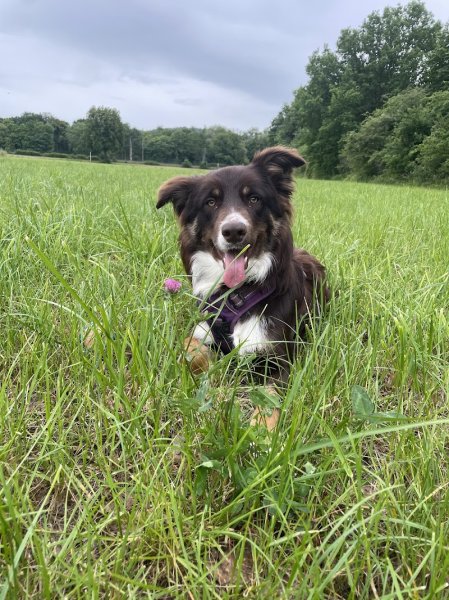EVE ET LES CHIENS - photo 2
