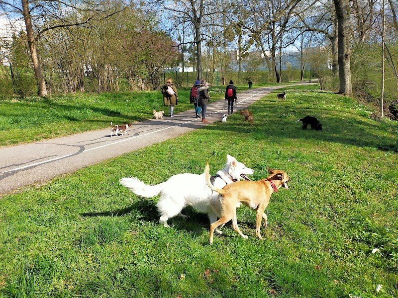 EVE ET LES CHIENS - photo 3