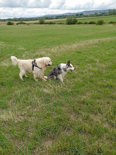 QUAT'PATTES ATTITUDE : Educatrice Comportementaliste Canin, Metz, Metz Sud et environs - photo 2