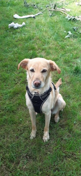 QUAT'PATTES ATTITUDE : Educatrice Comportementaliste Canin, Metz, Metz Sud et environs - photo 3