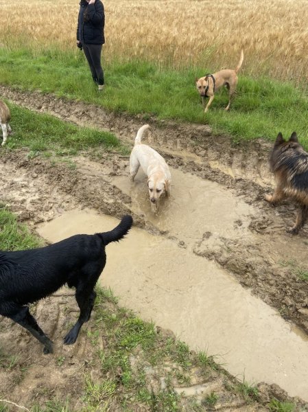 ADP Educ - Educateur et comportementaliste canin en Seine et Marne