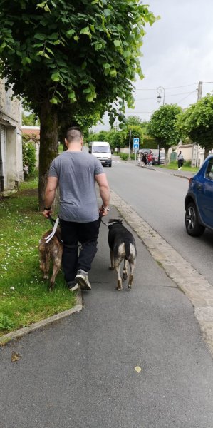 ADP Educ - Educateur et comportementaliste canin en Seine et Marne - photo 2