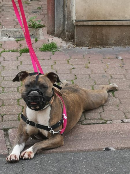 ADP Educ - Educateur et comportementaliste canin en Seine et Marne - photo 3