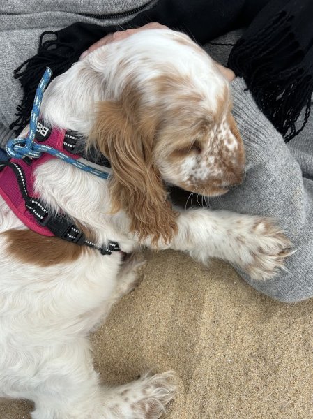 A l'Oreille du Chien - photo 2