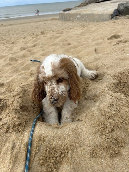 A l'Oreille du Chien - photo 3