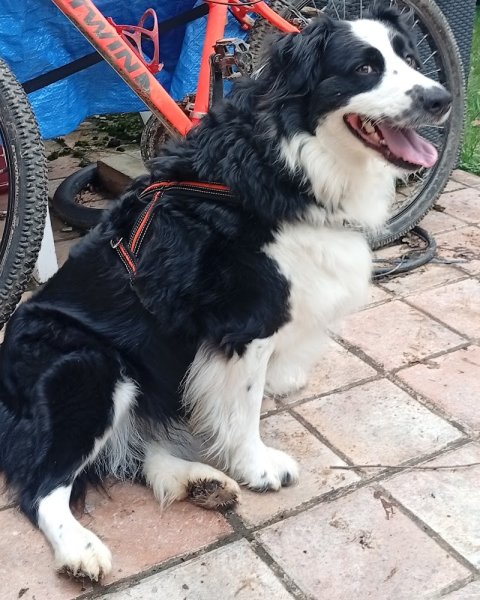 JP KAUFFMANN Éducateur Comportementaliste Canin - photo 3