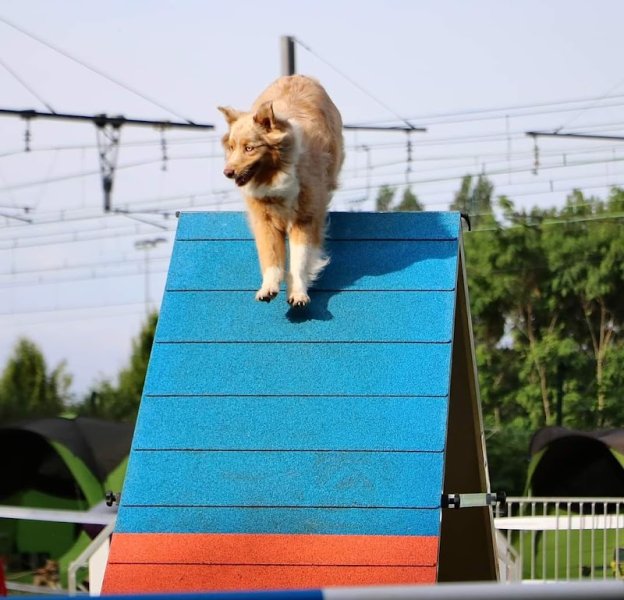 Club Canin de Joigny - photo 1