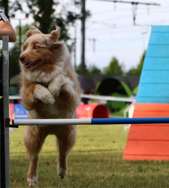 Club Canin de Joigny - photo 2