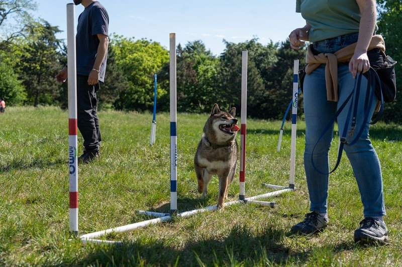 Olykan - éducation canine Paris - photo 3