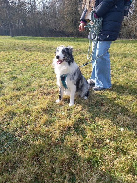 Kats & co - comportementaliste félin/canin et éducatrice canin - photo 2