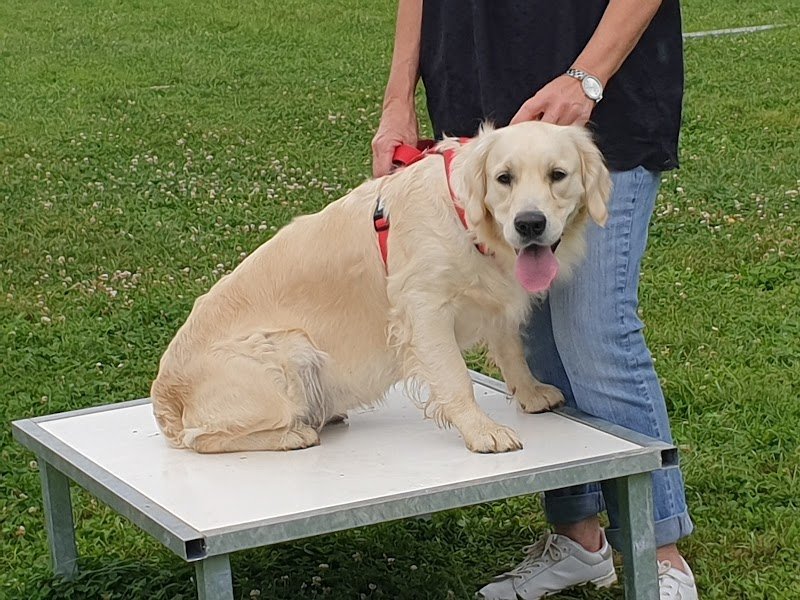 Leloup éducation canine
