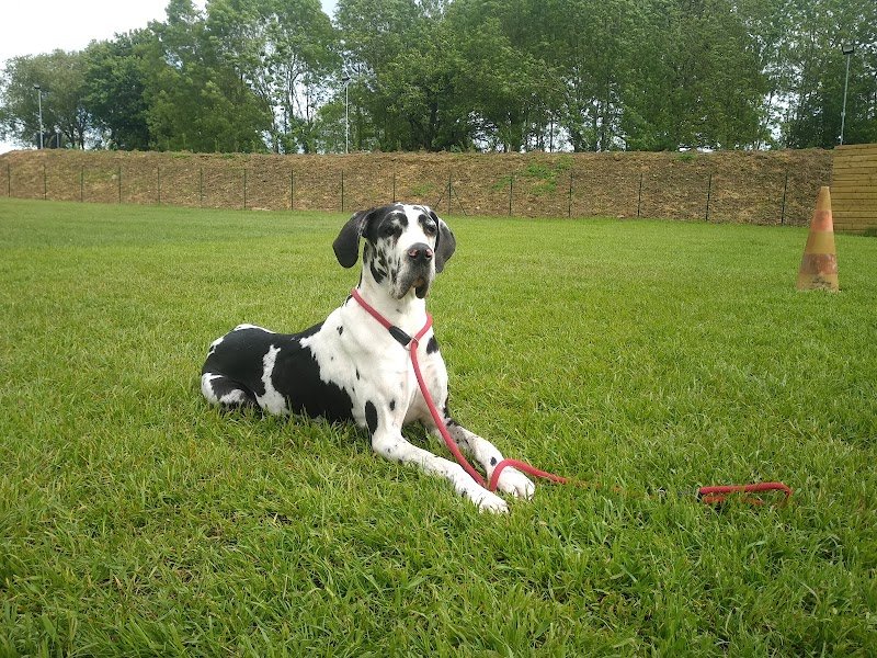 Leloup éducation canine - photo 3