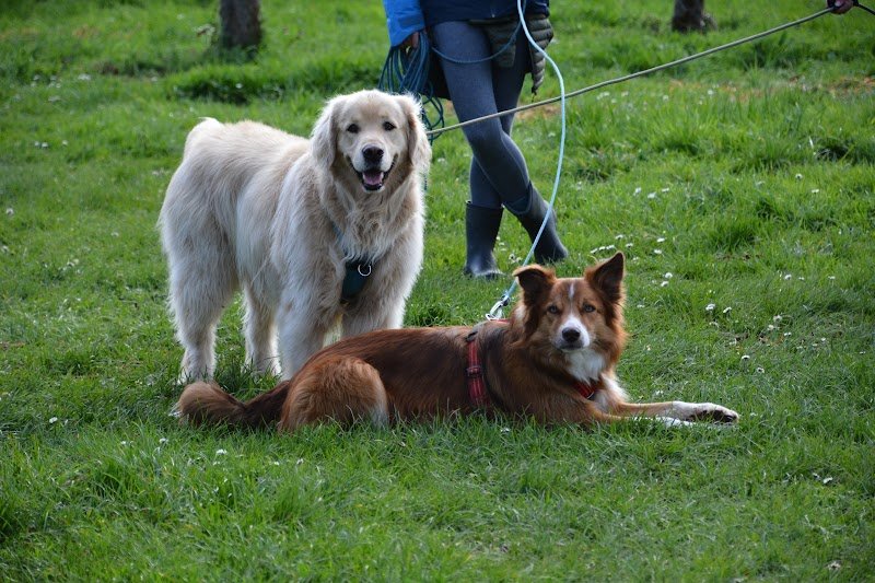 Mathisdesliens - Educateur canin - photo 1