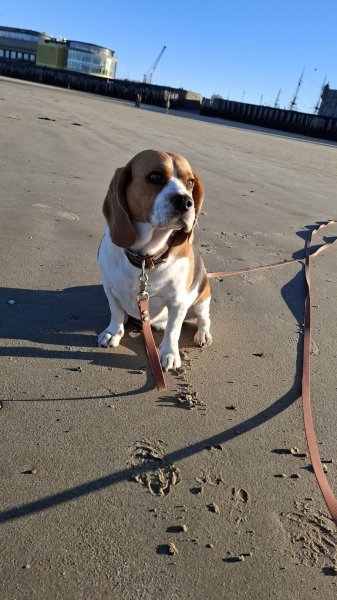 Mathisdesliens - Educateur canin - photo 3