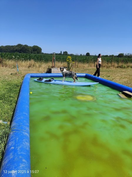 Appren'Ty Chien - Educateurs canin comportementalistes - photo 2