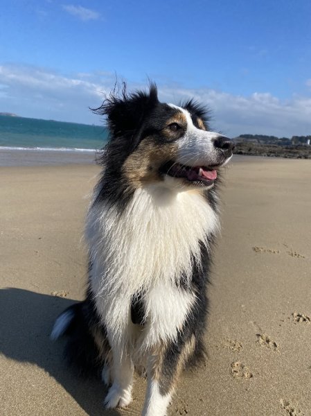 Appren'Ty Chien - Educateurs canin comportementalistes - photo 3