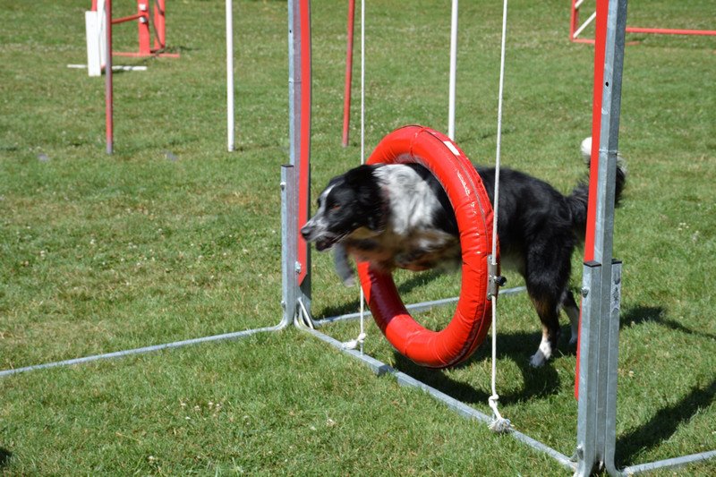 Club Canin de Neuilly-sur-Marne