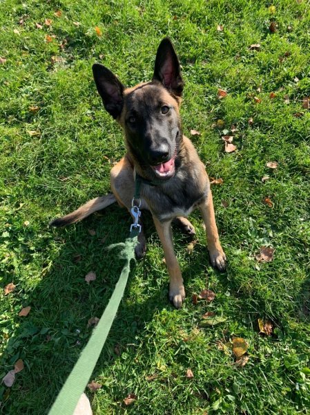 Club Canin de Neuilly-sur-Marne - photo 2