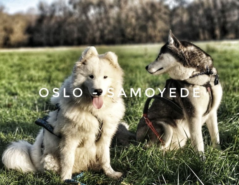 La Vallée des Lys - Éducateur canin - photo 1