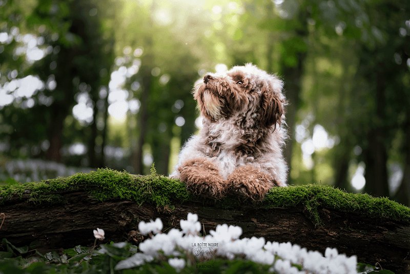 La Vallée des Lys - Éducateur canin - photo 2