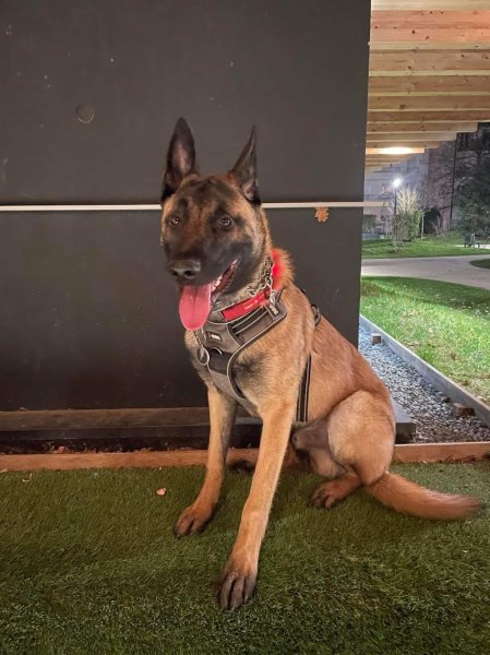 La Vallée des Lys - Éducateur canin - photo 3